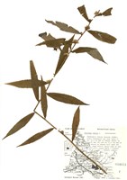 藏品(一枝黃花屬)的圖片
